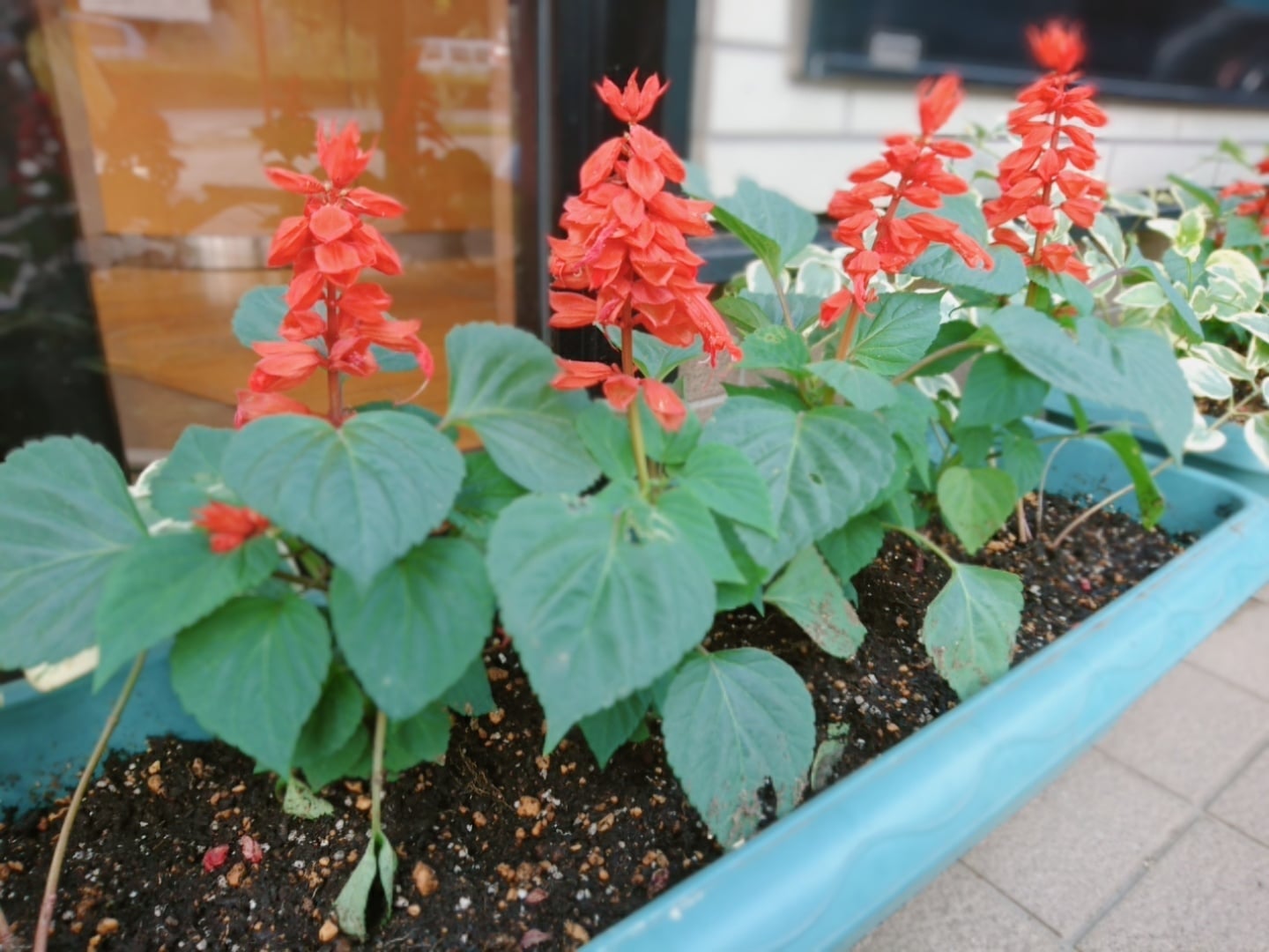 プランターの花を植え替えました